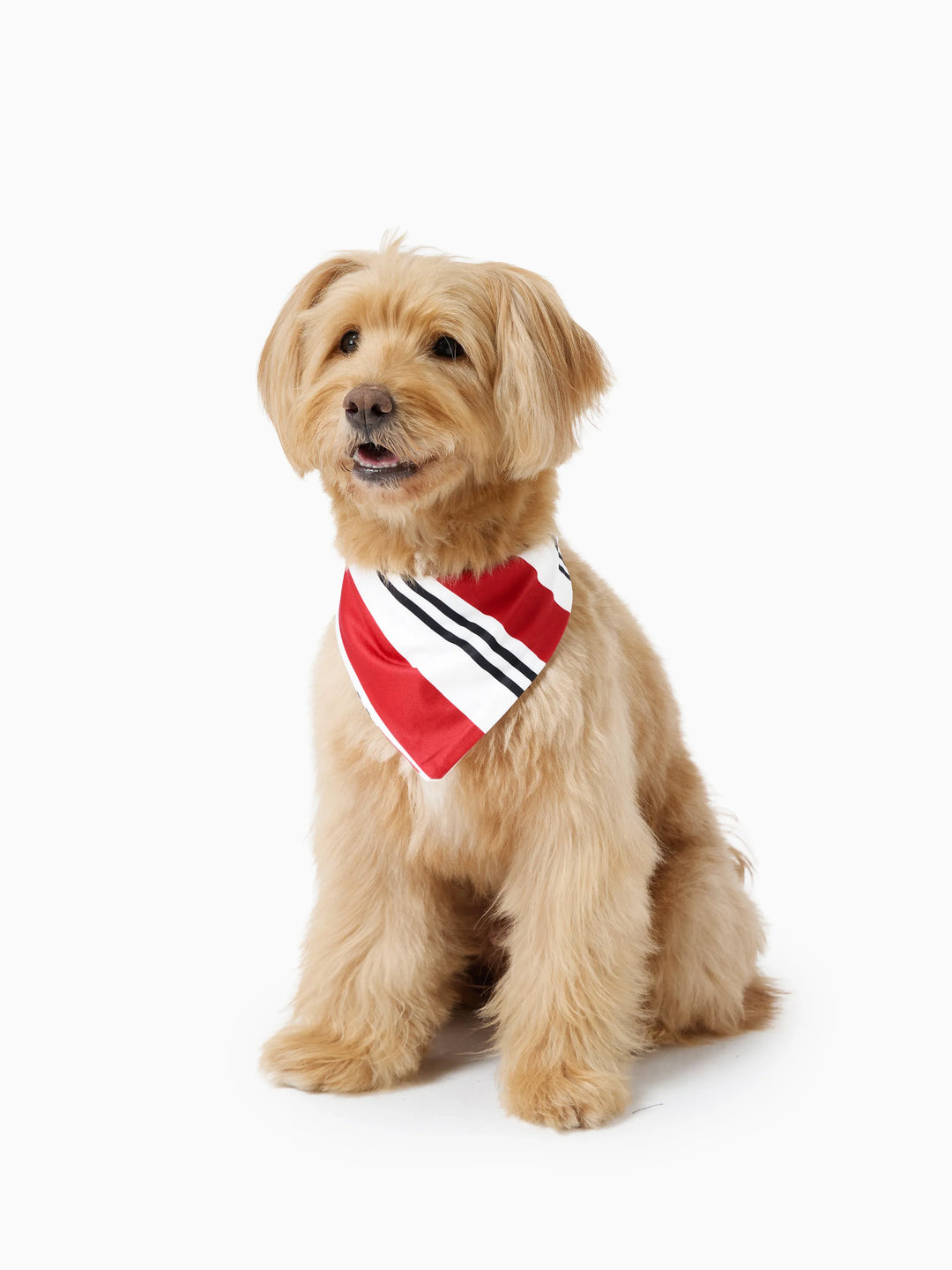 Conjunto de Pijamas Coincidentes para a Família com Estampa de Elfo e Meias de Natal em Preto