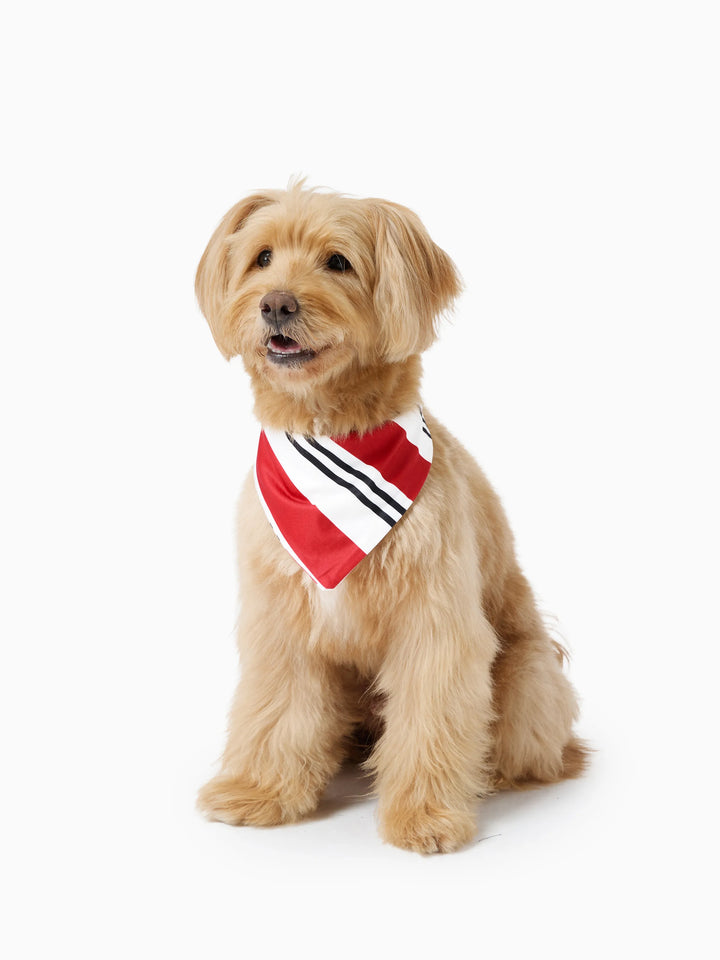 Conjunto de Pijamas Coincidentes para a Família com Estampa de Elfo e Meias de Natal em Preto